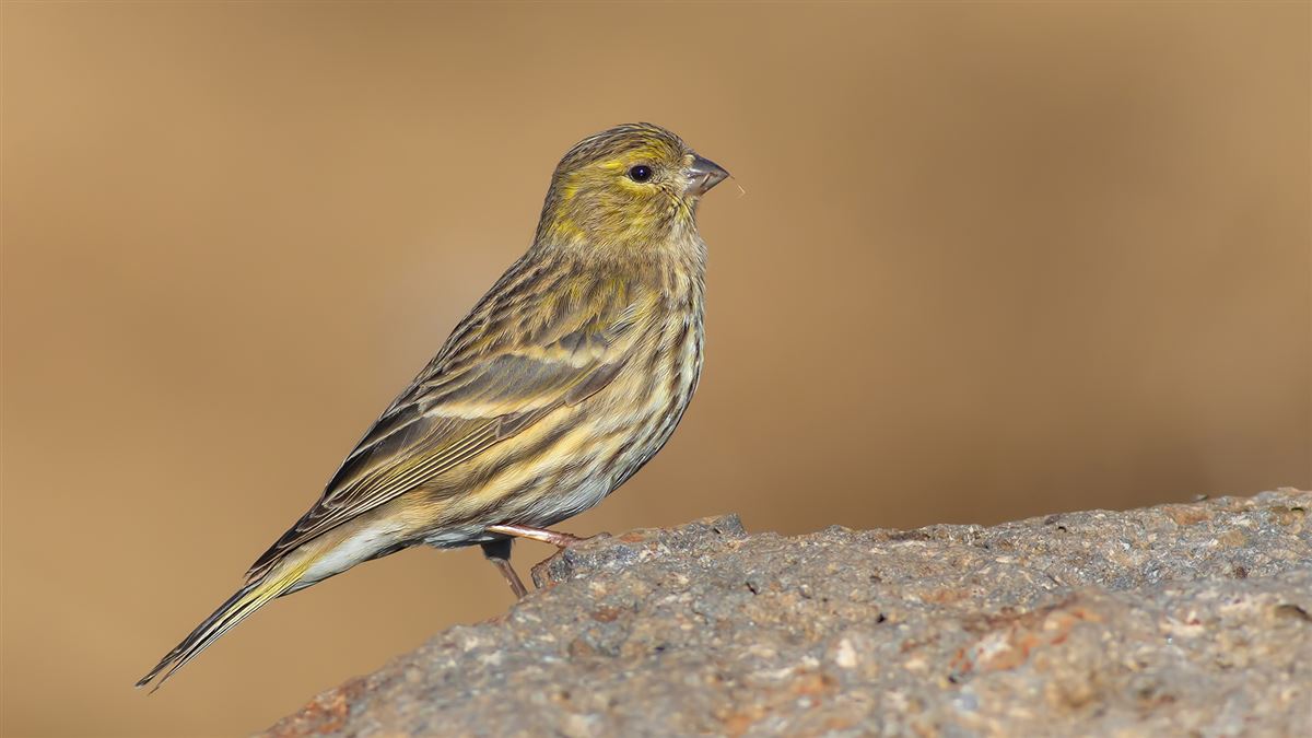 European Serin