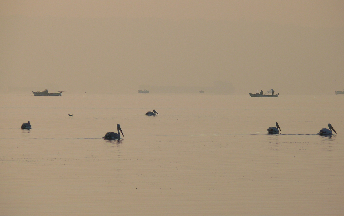 Dalmatian Pelican