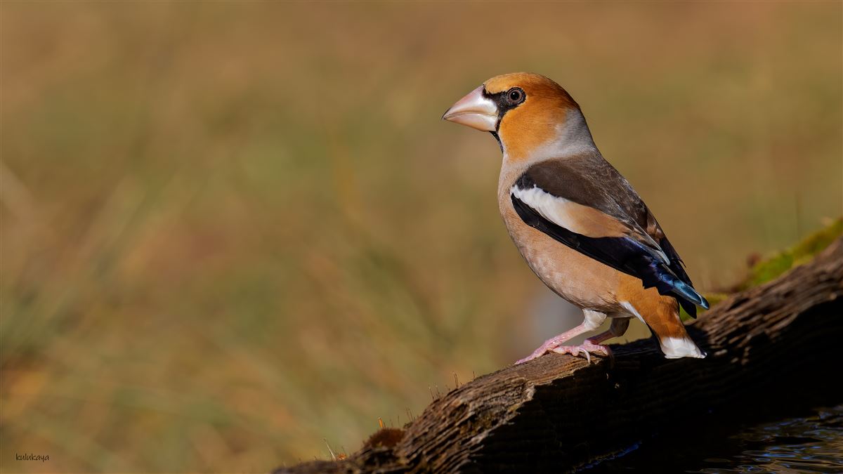 Hawfinch