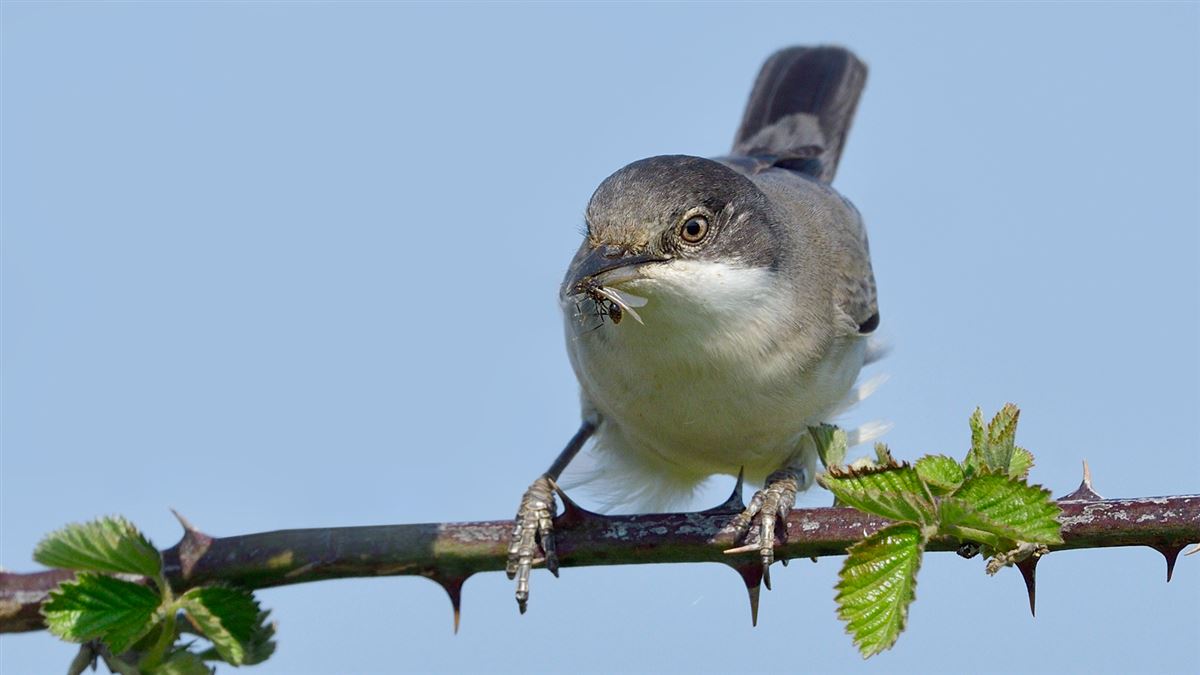 Eastern Orphean Warbler