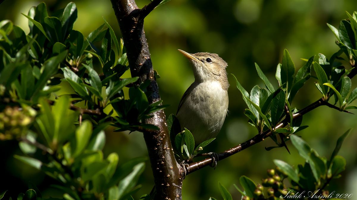 Eastern Olivaceous Warbler