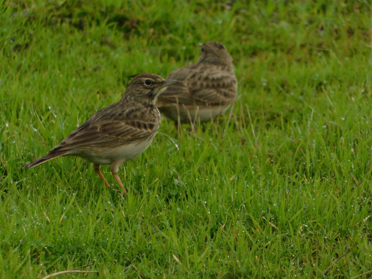 Crested Lark