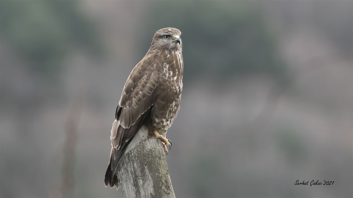 Common Buzzard