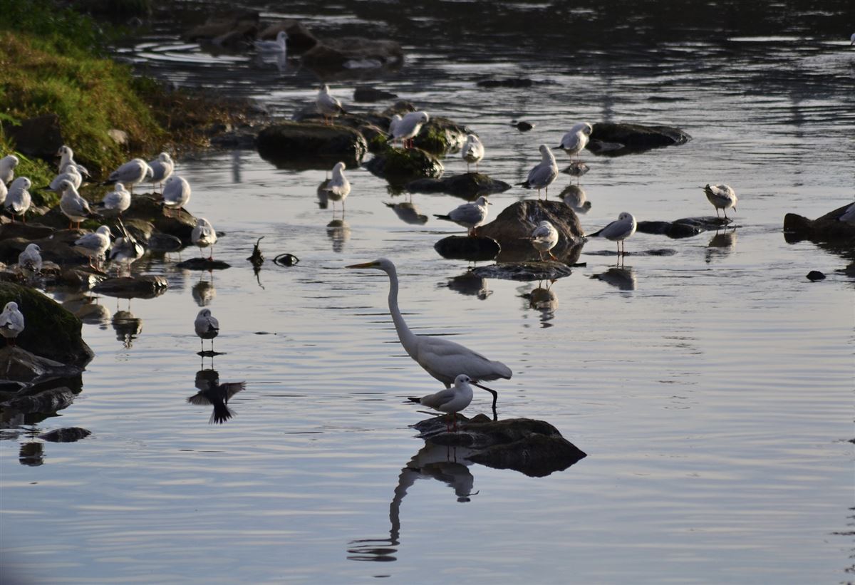 Great Egret