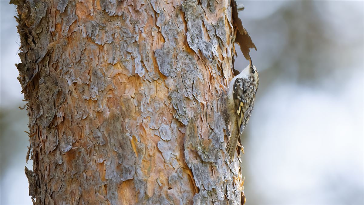 Eurasian Treecreeper