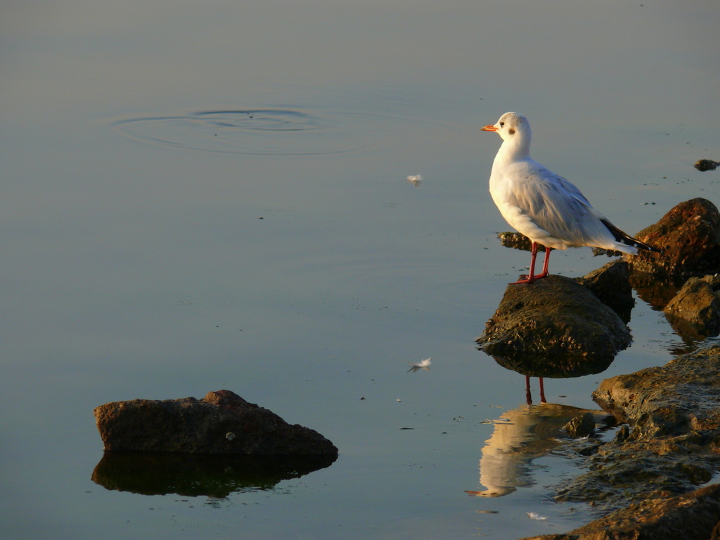 Black-headed Gull