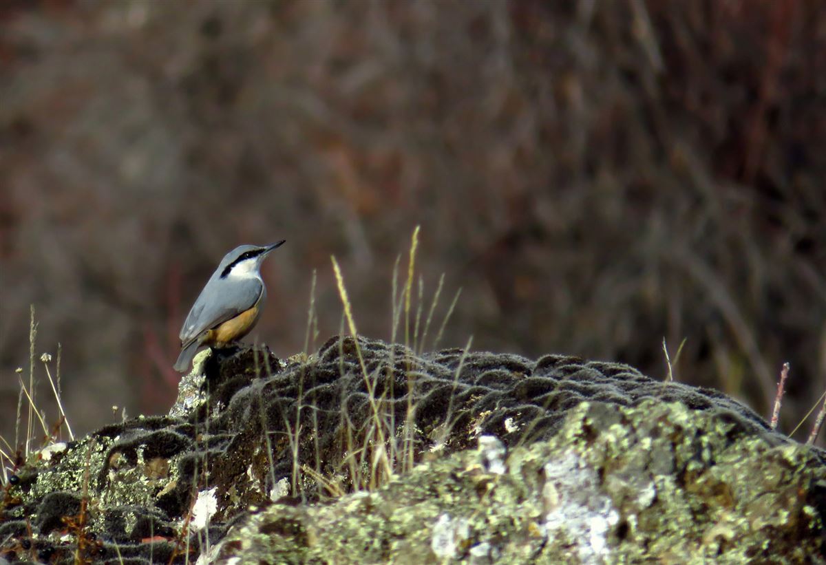 Western Rock Nuthatch
