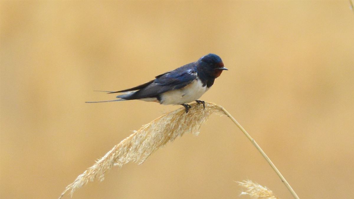 Barn Swallow