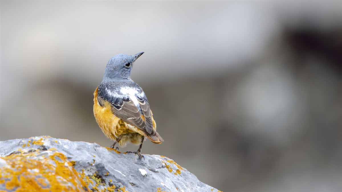 Common Rock Thrush