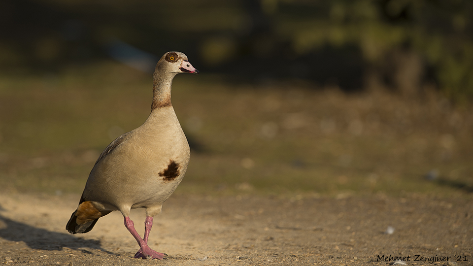 Egyptian Goose