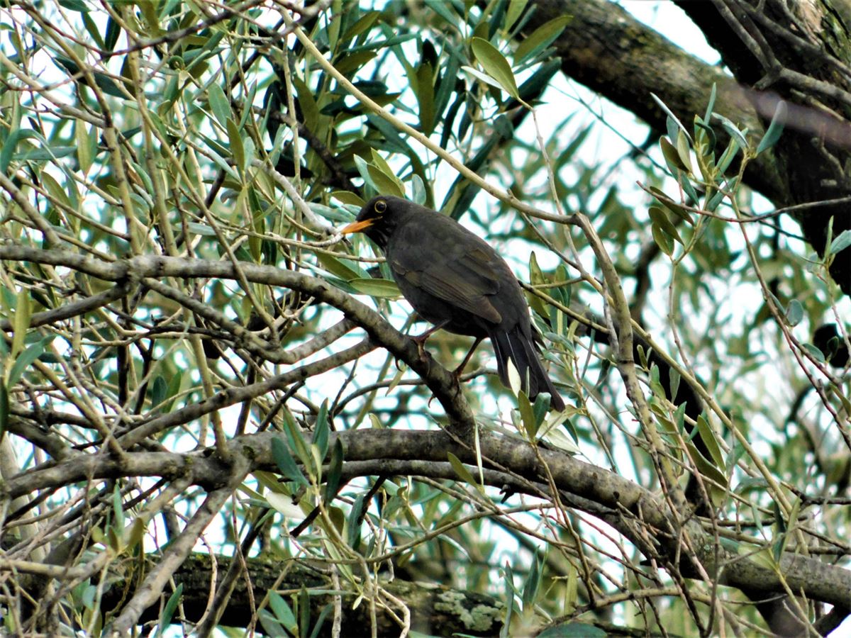 Common Blackbird