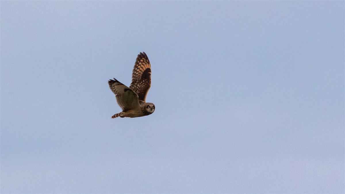 Short-eared Owl