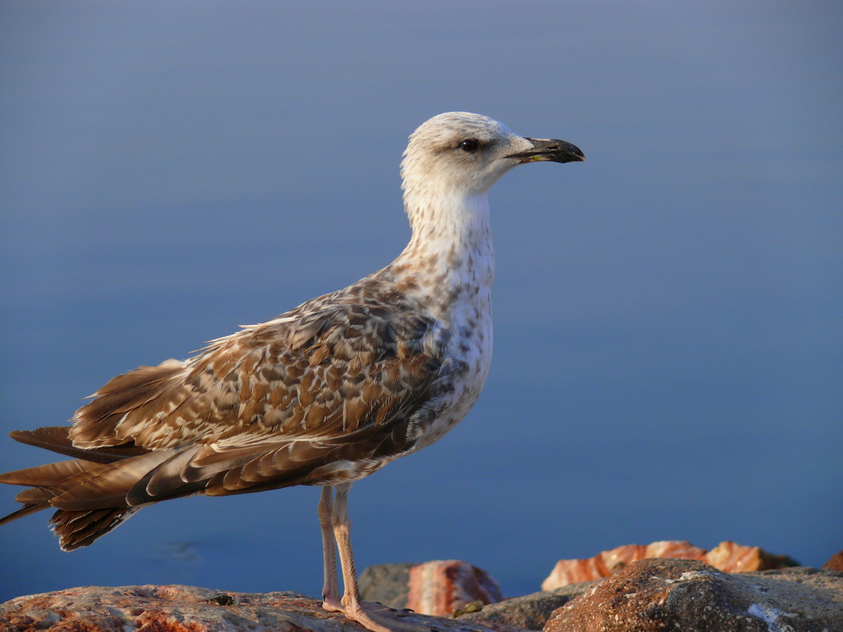 Yellow-legged Gull