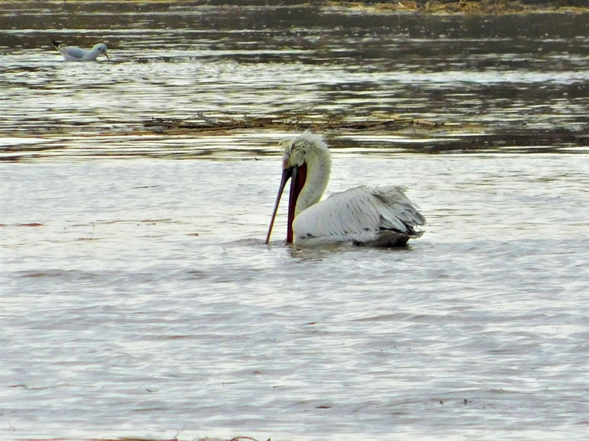 Dalmatian Pelican