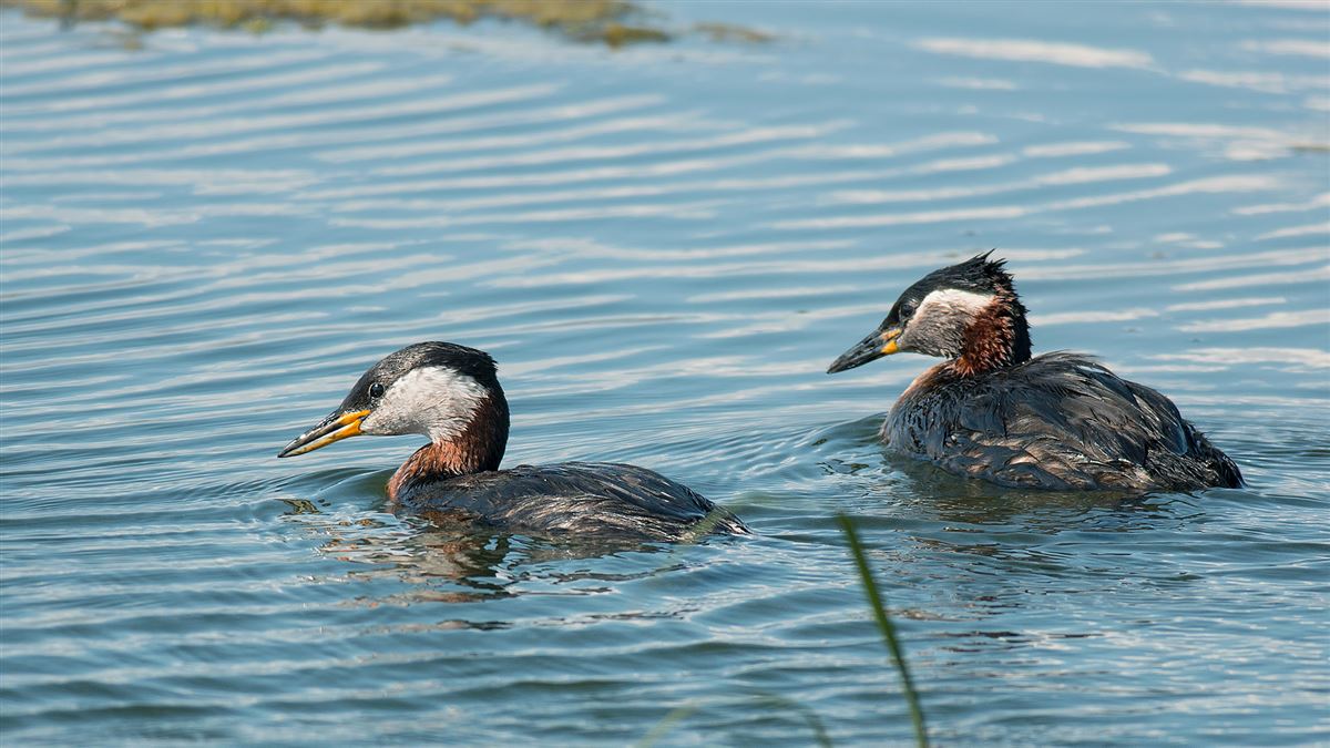 Red-necked Grebe