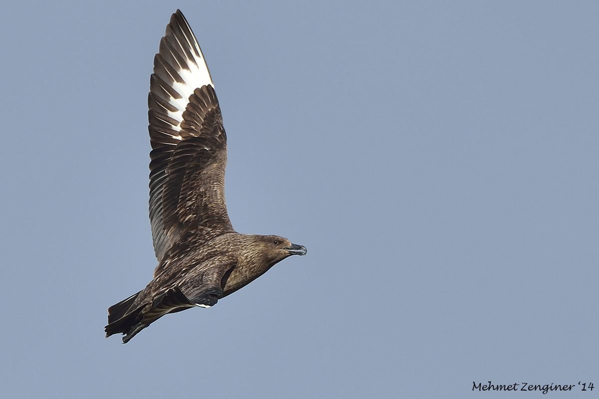 Great Skua