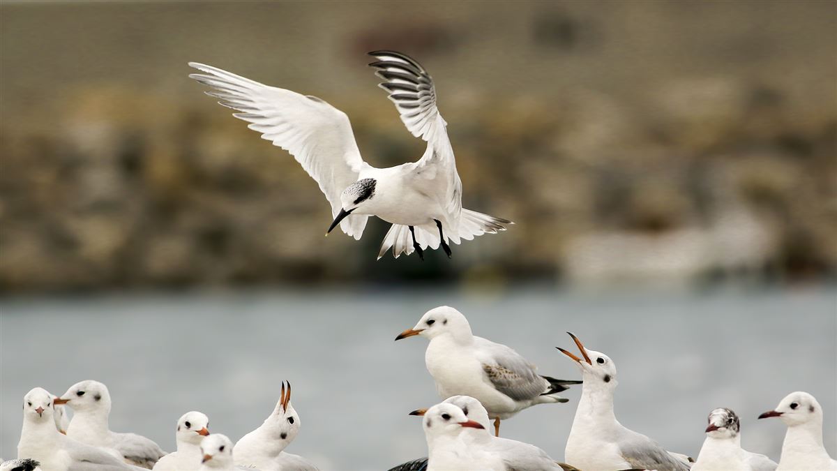 Sandwich Tern