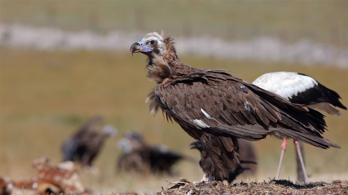 Cinereous Vulture