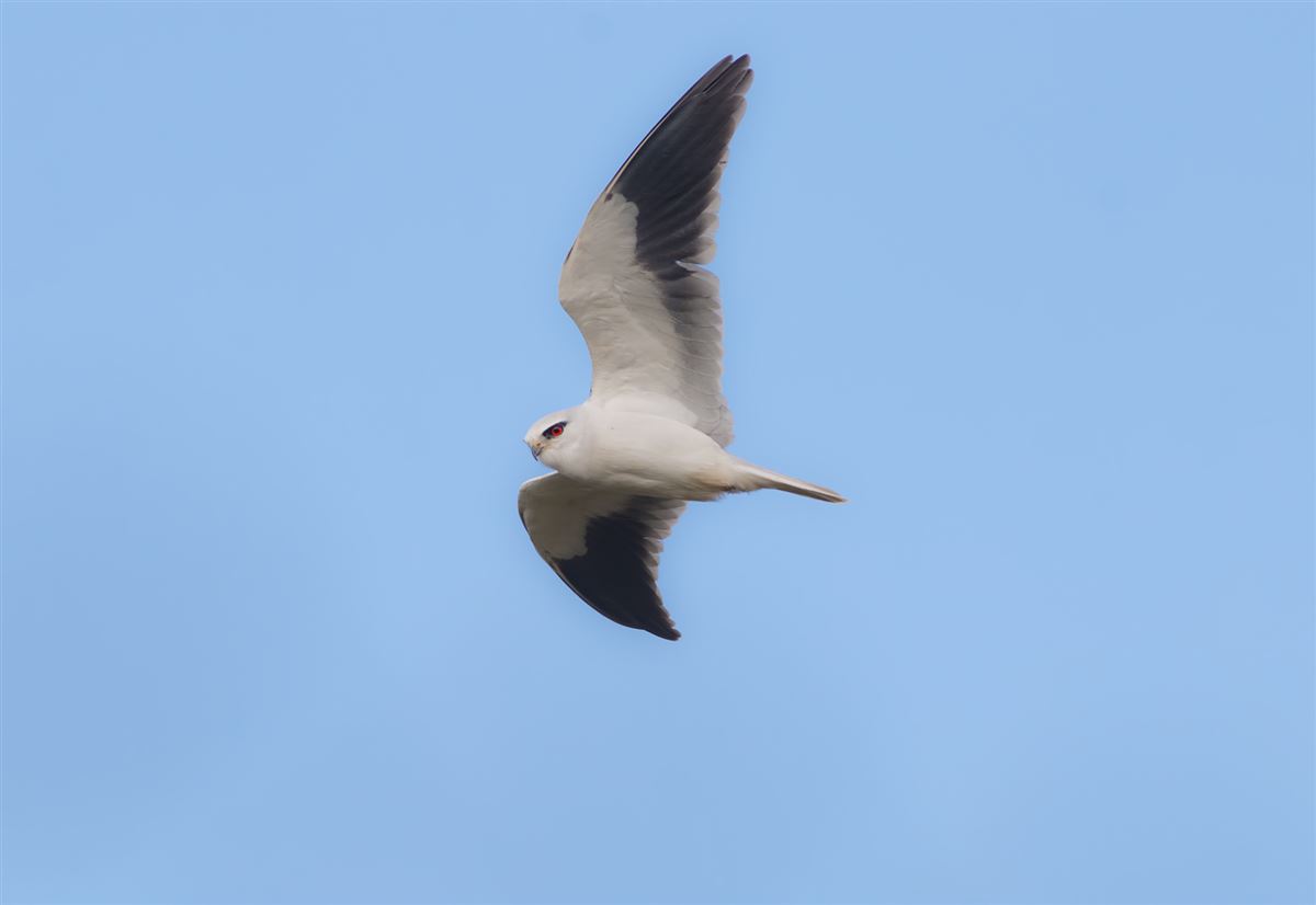 Black-winged Kite