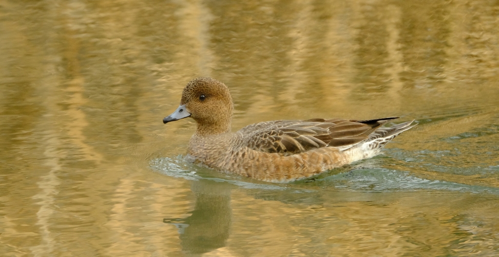 Eurasian Wigeon
