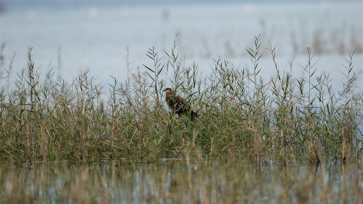 Western Marsh Harrier