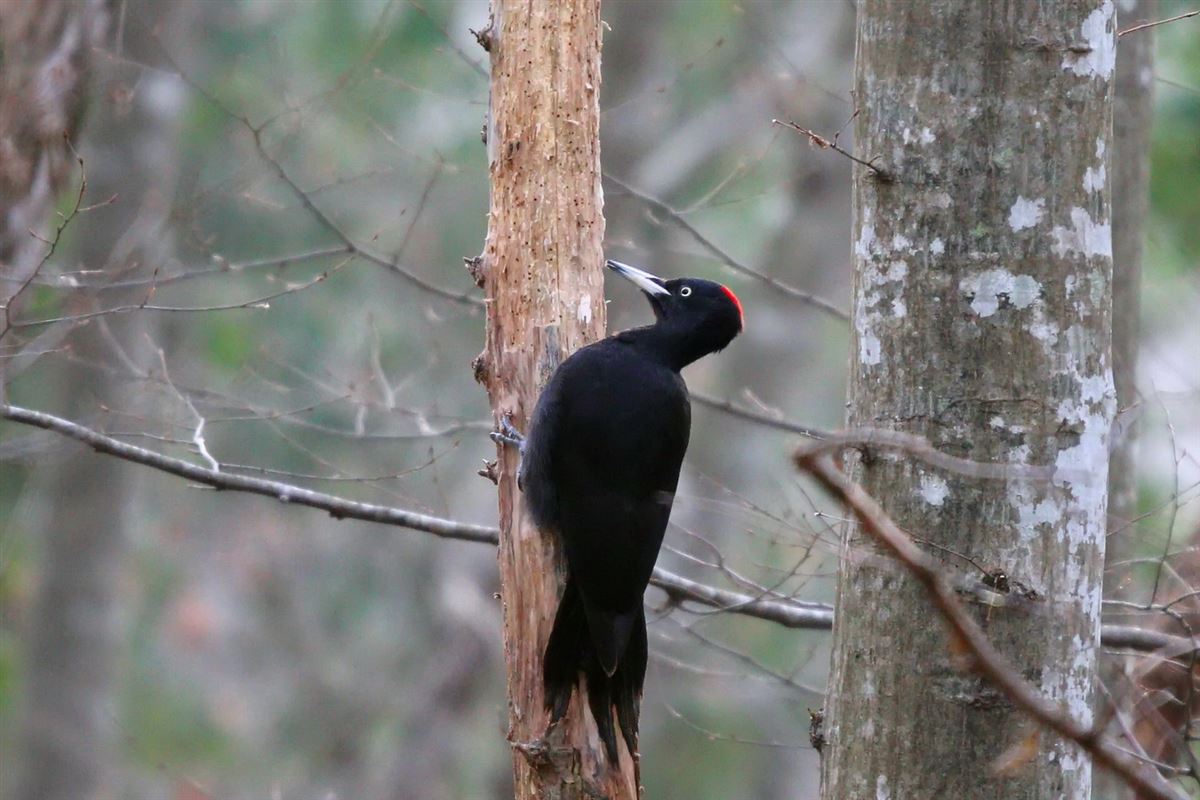 Black Woodpecker