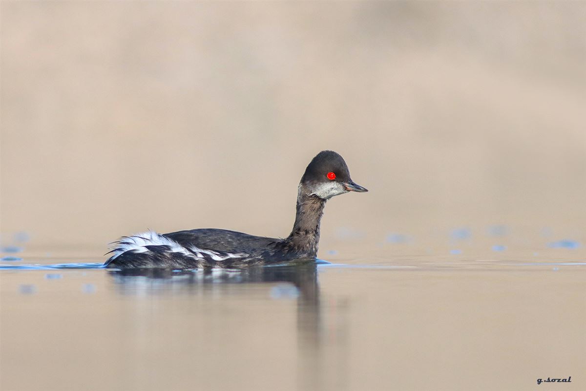 Black-necked Grebe