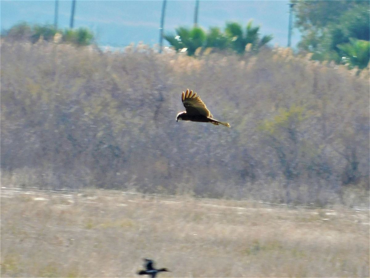 Western Marsh Harrier