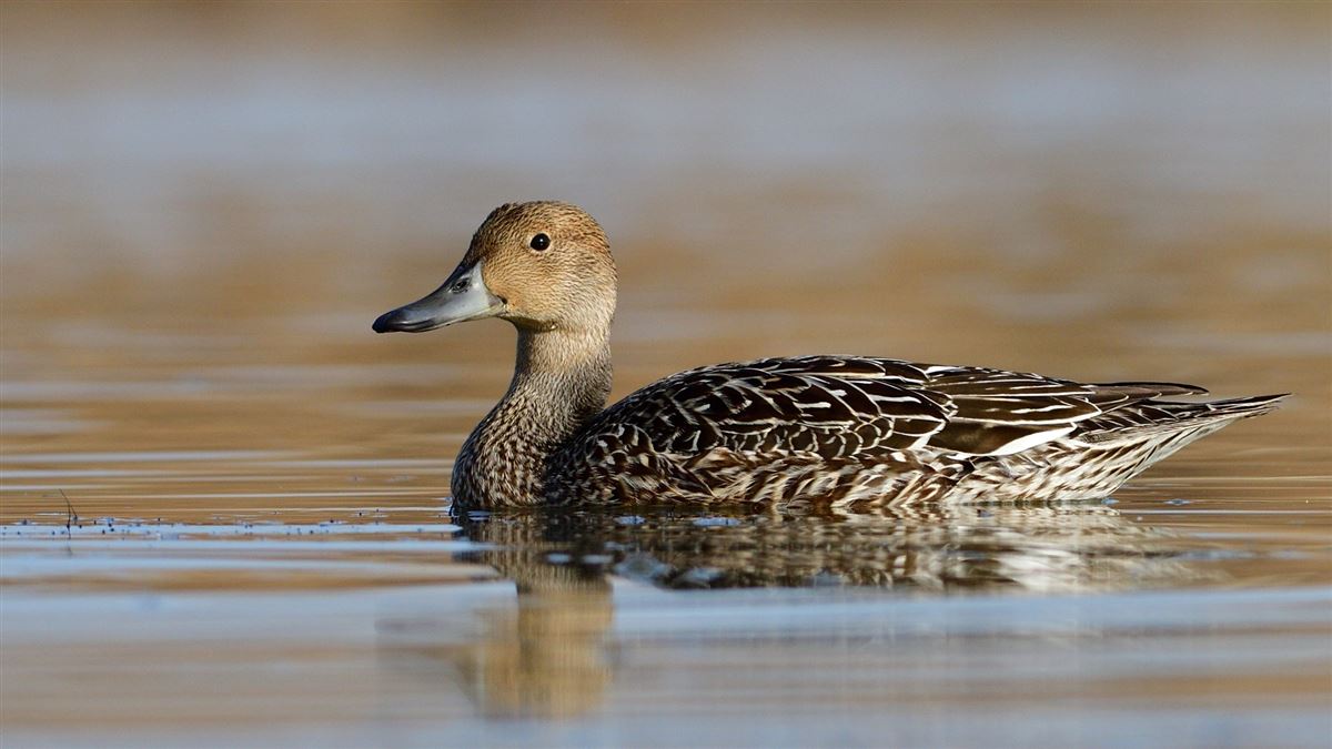 Northern Pintail