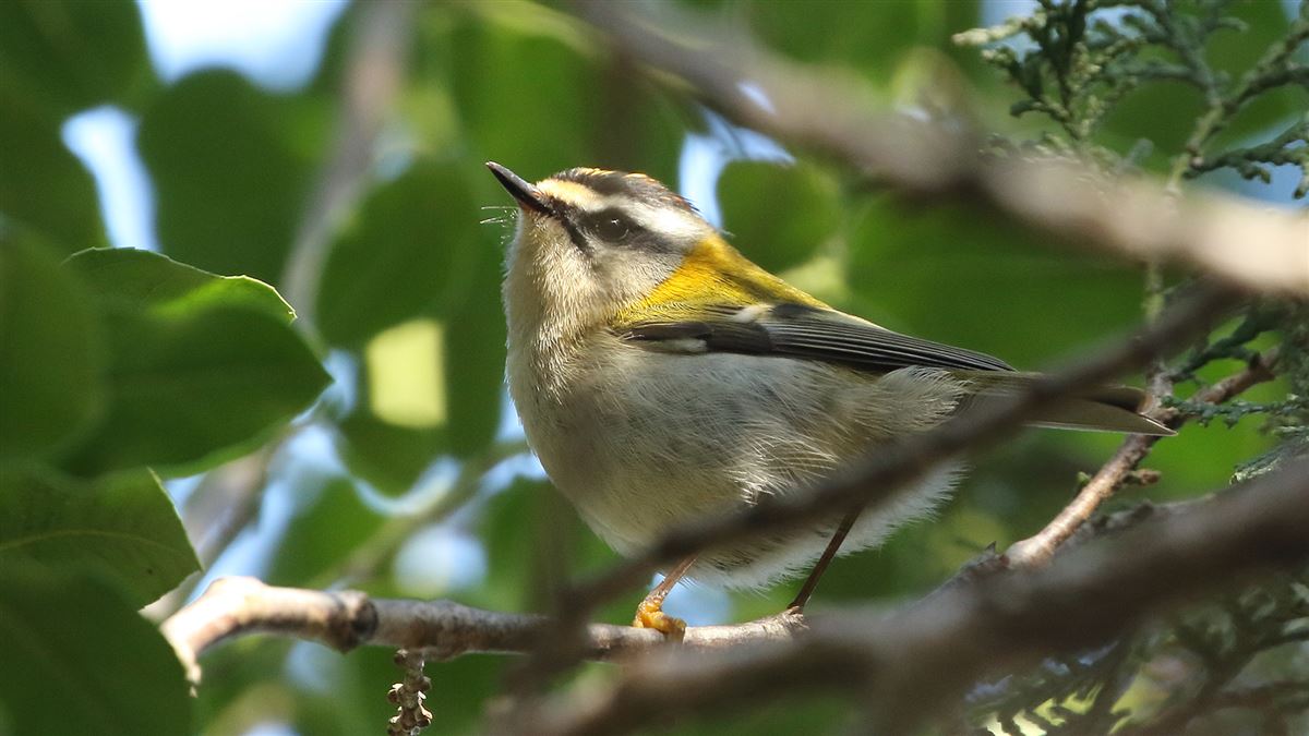 Common Firecrest
