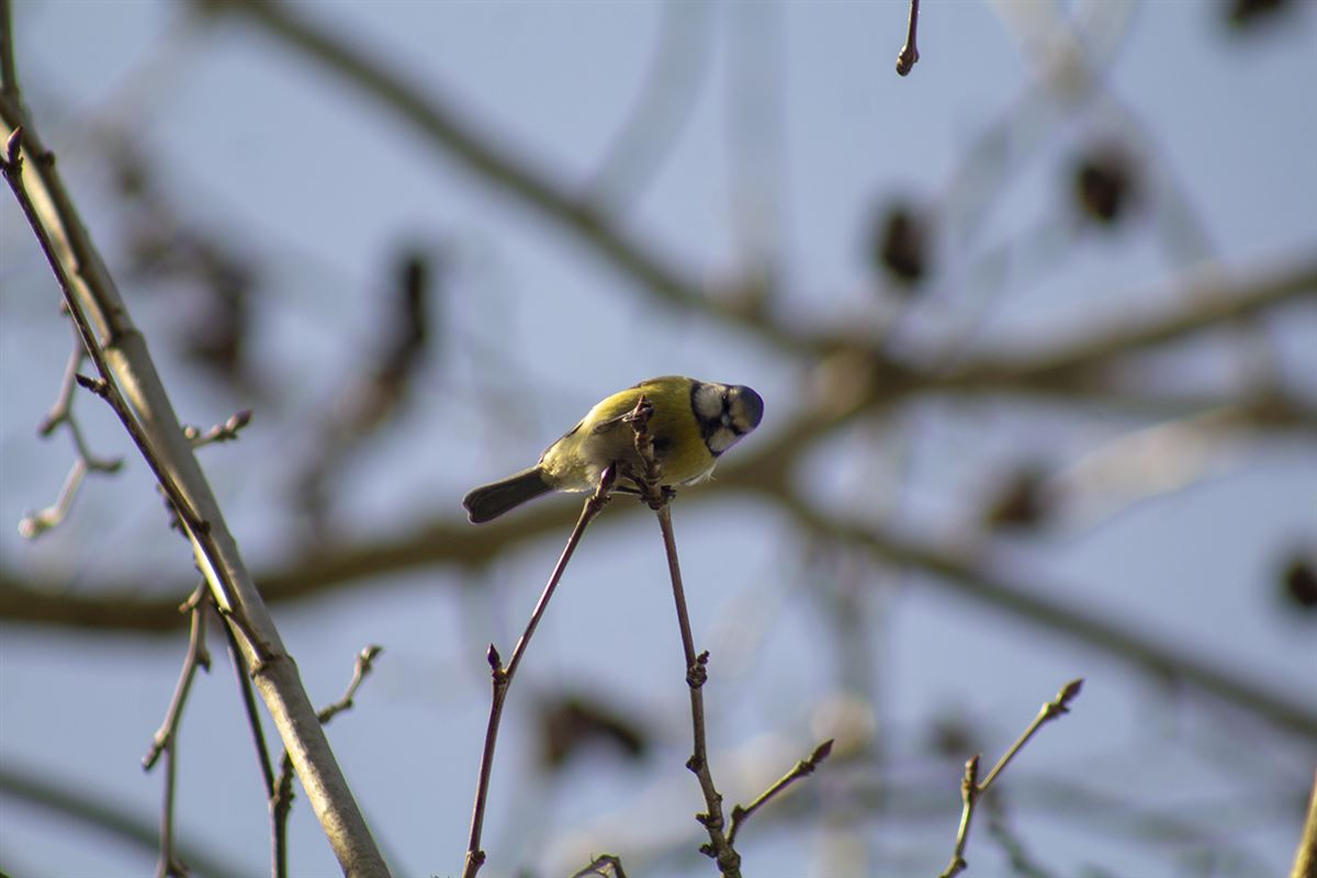 Eurasian Blue Tit
