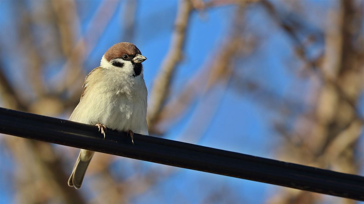 Eurasian Tree Sparrow