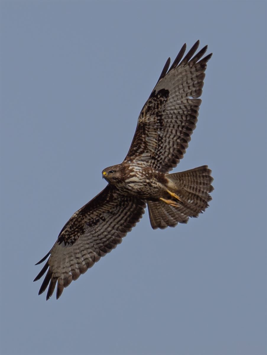 Common Buzzard