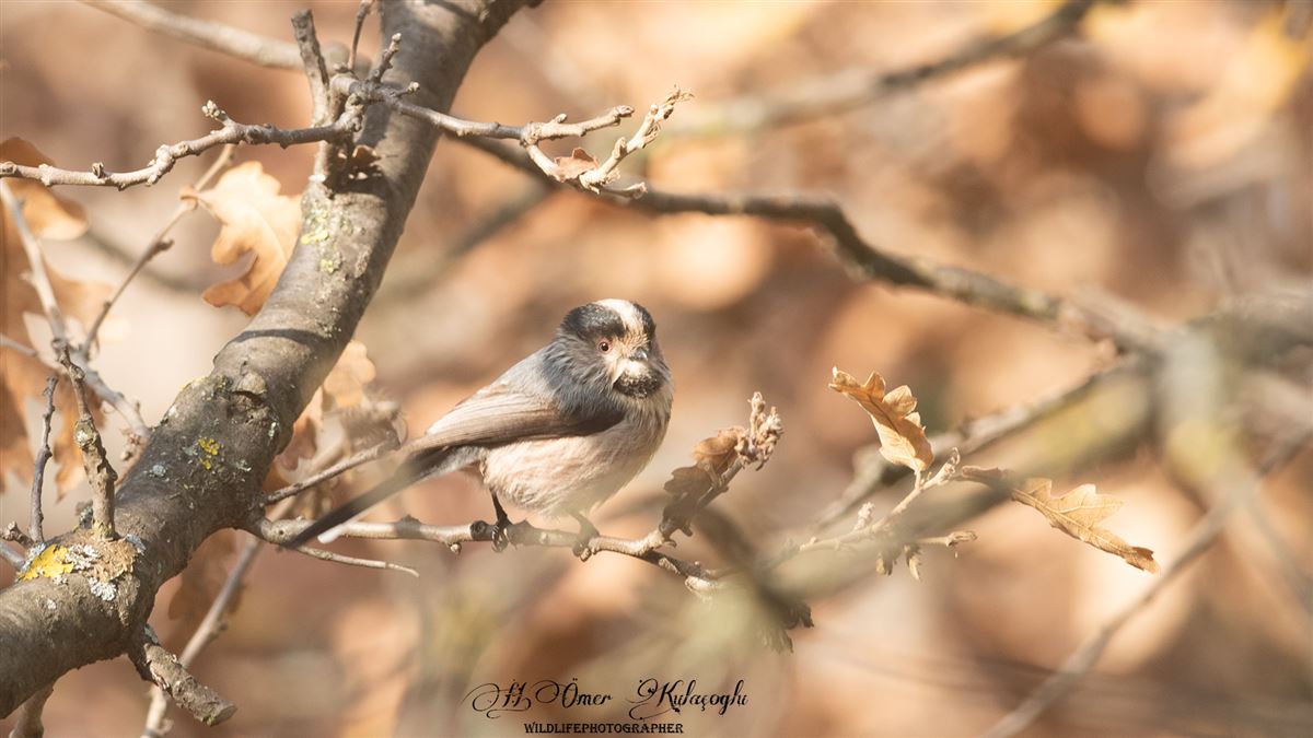 Long-tailed Tit