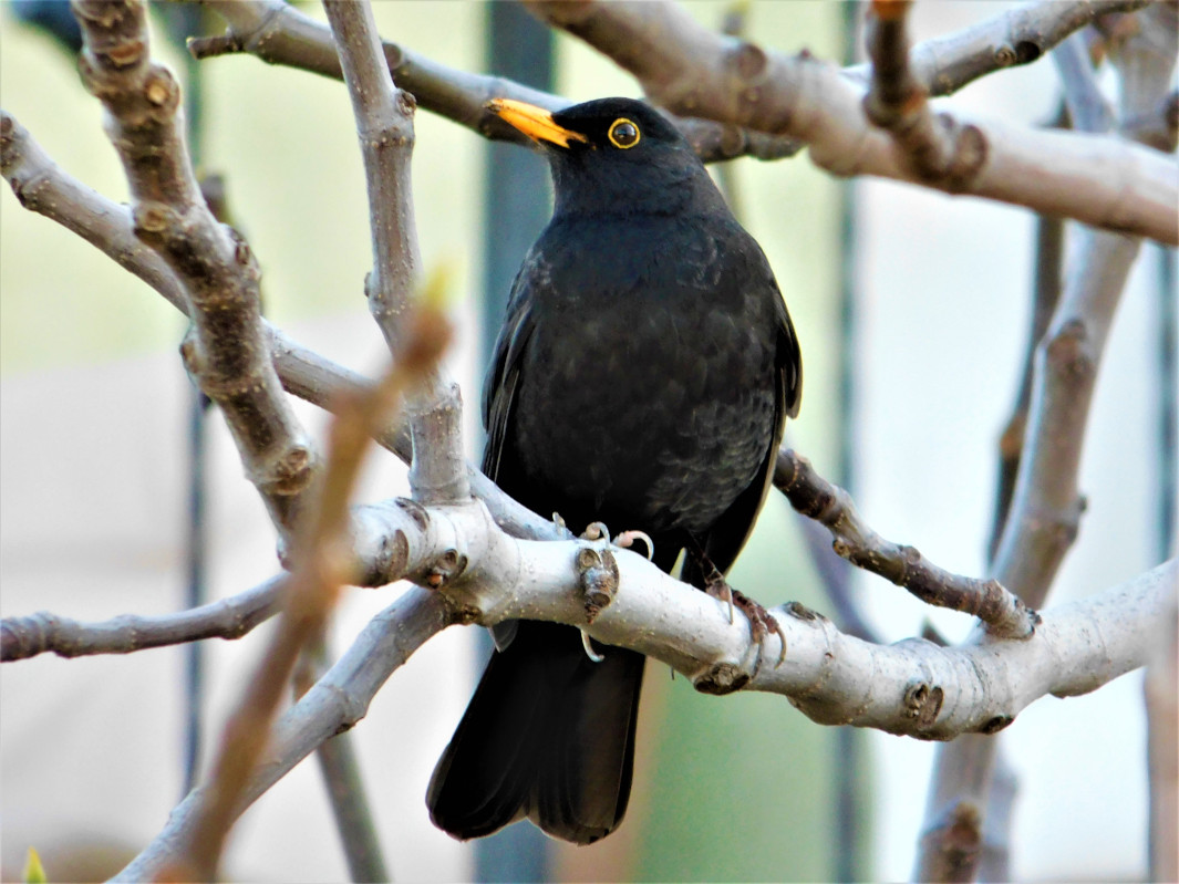 Common Blackbird