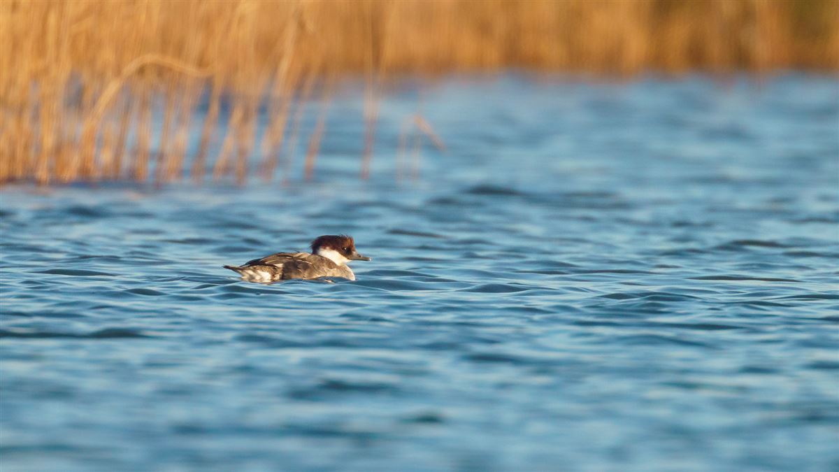 Smew