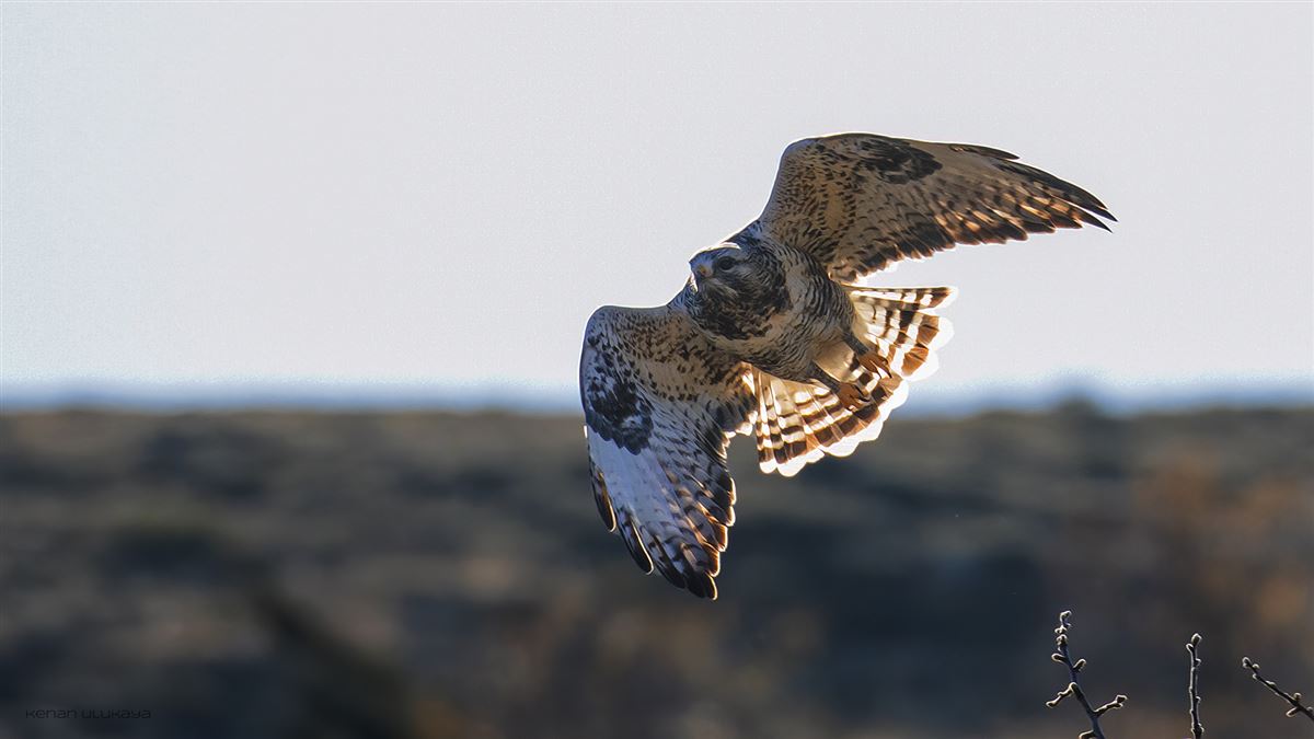 Rough-legged Buzzard