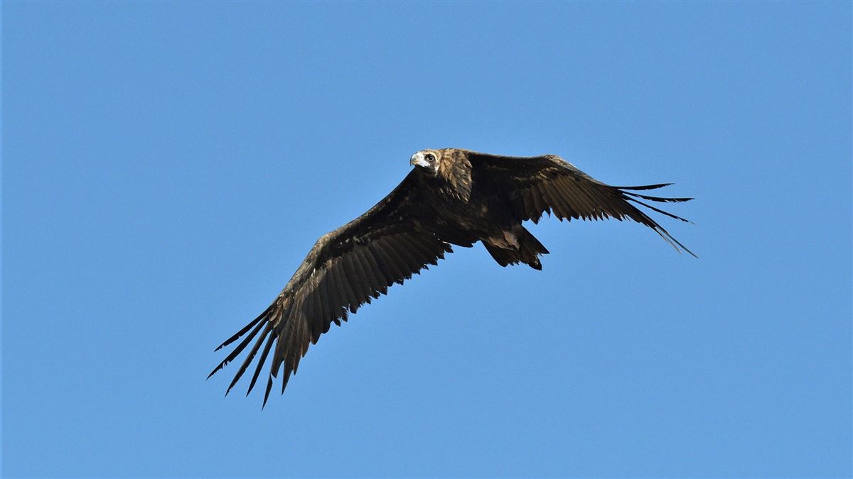 Cinereous Vulture