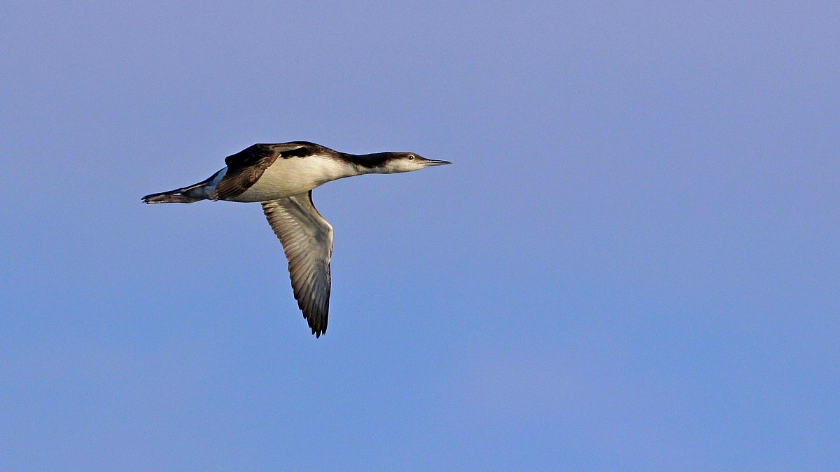 Black-throated Loon