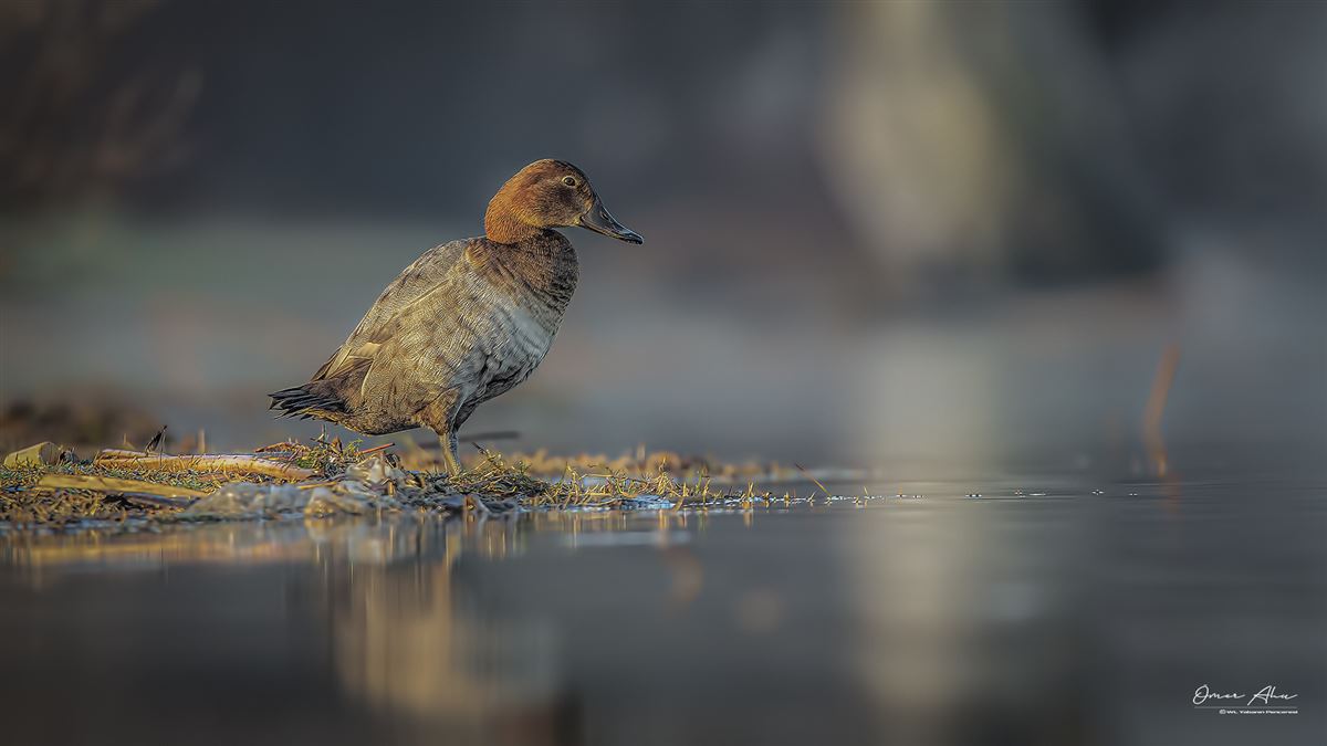 Common Pochard