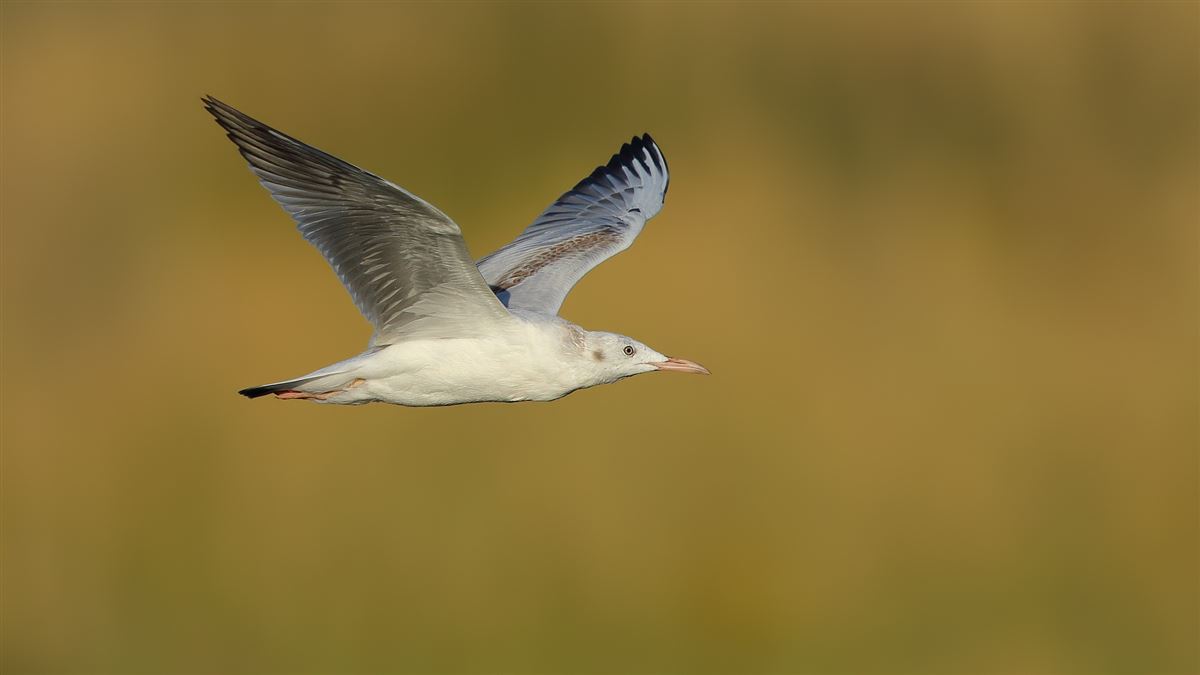 Slender-billed Gull