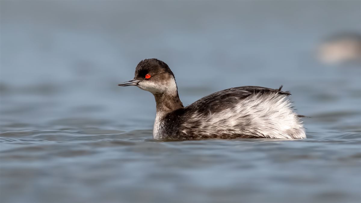 Black-necked Grebe
