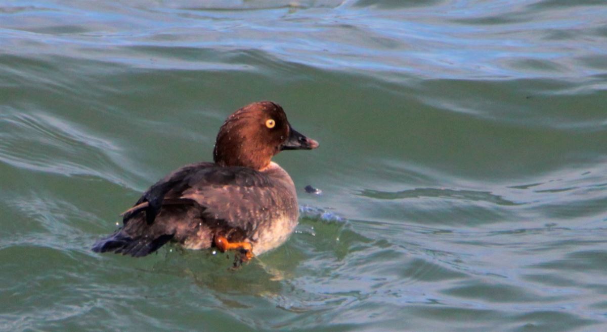 Common Goldeneye