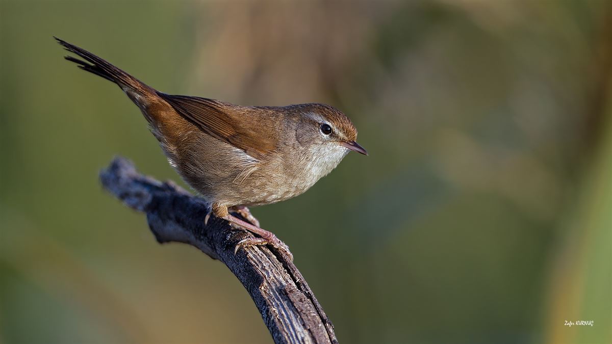Cetti`s Warbler