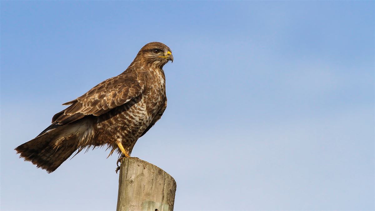 Common Buzzard