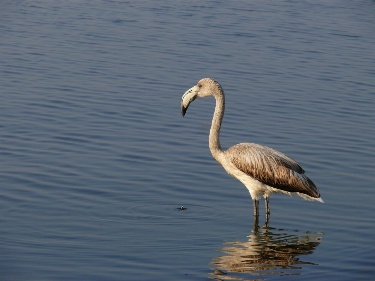 Flamingo