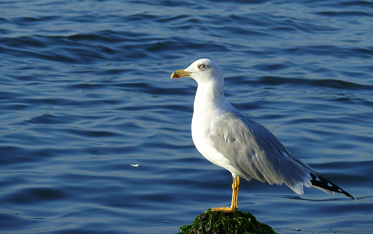 Gümüş Martı