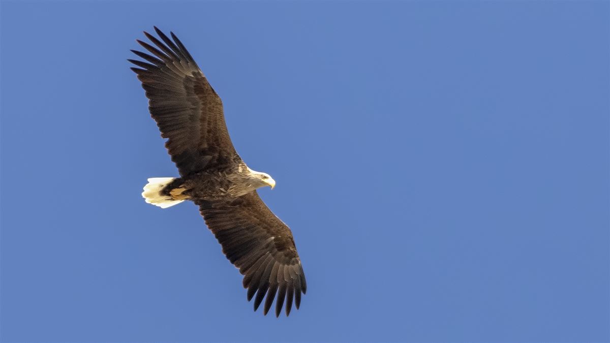 Akkuyruklu kartal