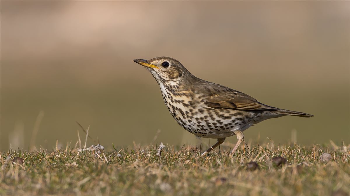 Song Thrush
