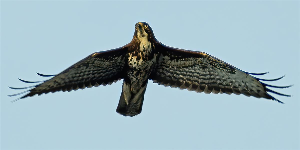 Common Buzzard